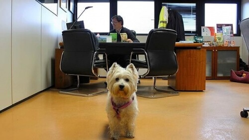 O dia do cão no escritório, nos EUA