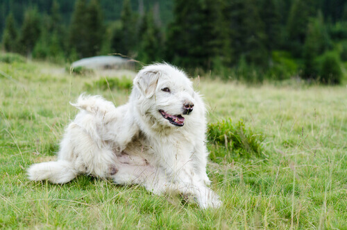 Conheça os parasitas mais comuns em cães