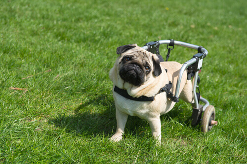 Cães paralíticos conseguem andar graças às células de seus focinhos