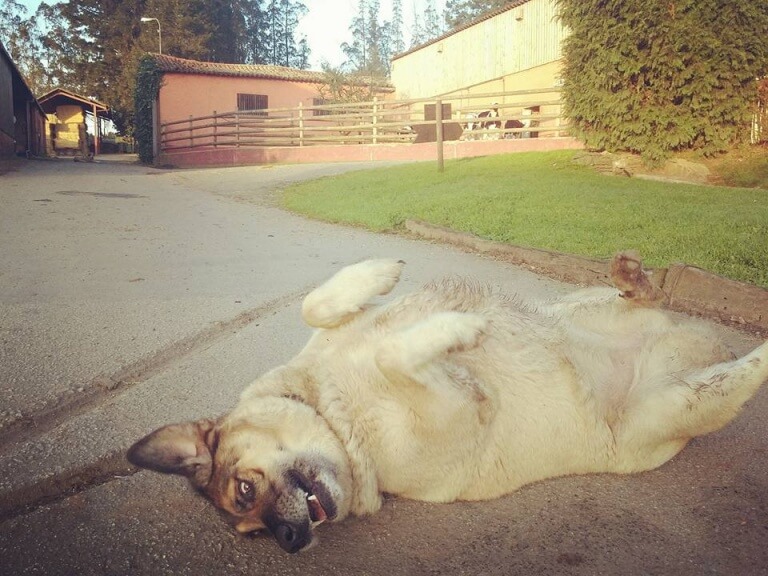 campanha-de-adoção-1