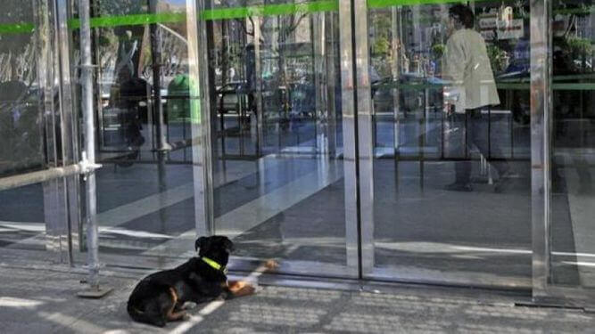 champi-o-cão-enfermeiro-2