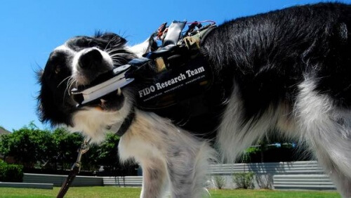 Um colete que permite a comunicação dos cães com os humanos