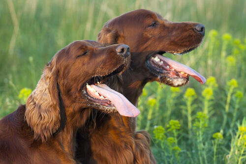 Como os cães suam?