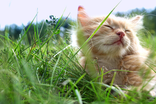 3 truques para ajudar os gatos a enfrentar o calor do verão