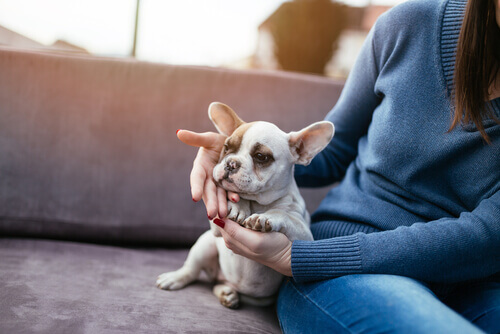 Sabia que os cães melhoram a saúde de seus donos?