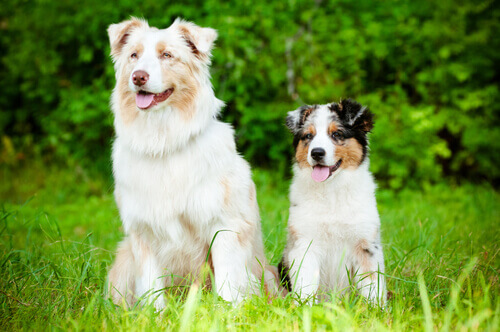 Alzheimer canino: Quais são os sintomas?