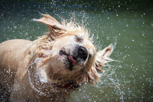 Por que um cão molhado se sacode tão forte?
