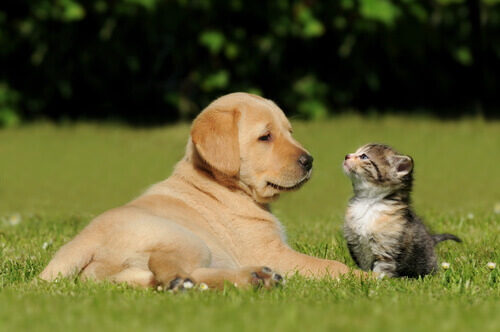 4 perigos da má escolha do cão ou do gato