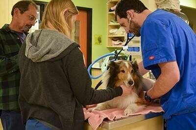 Um cão se salva no último minuto antes da eutanásia!