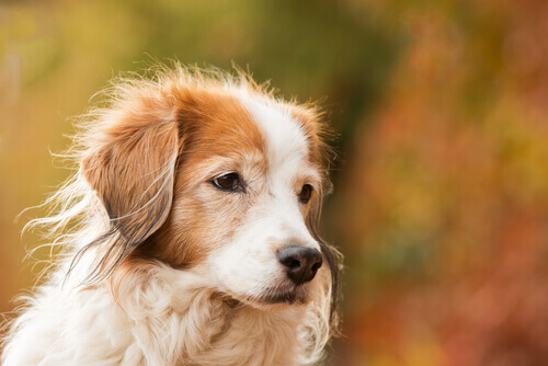 Você sabe o que é desamparo aprendido?