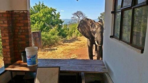 Elefante baleado por caçadores vai à casa de humanos para pedir ajuda