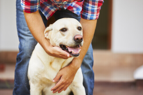 Como agir ante um ataque de epilepsia nos cães?