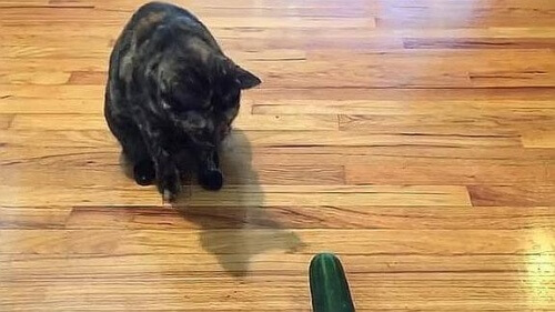 Por que os gatos às vezes têm medo de pepinos