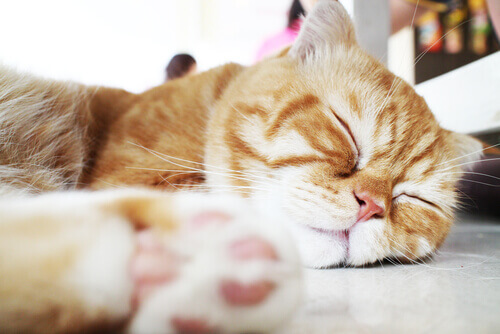 gato-dormindo