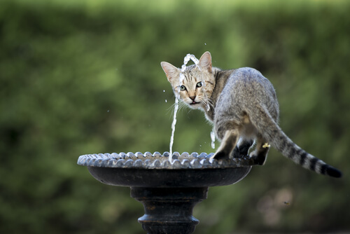 gato-fonte-agua