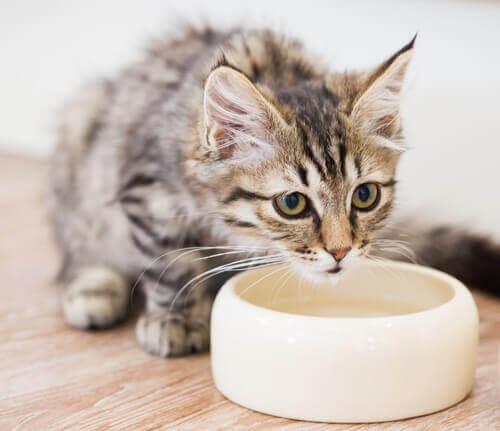 Descubra por que seu gato move o prato de água antes de beber