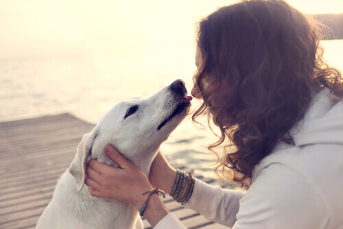Quais infecções podemos contrair ao beijarmos o nosso cão na boca?