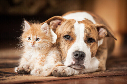 Como prevenir a insolação em cães e gatos?