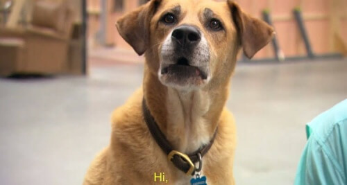 Kato, o cão de Hollywood