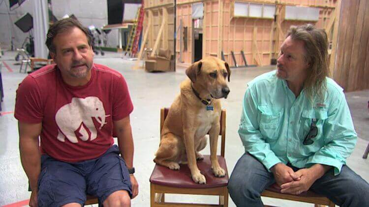 kato_cachorro_hollywood_