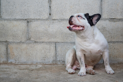 Como prevenir e curar a leishmaniose nos cães