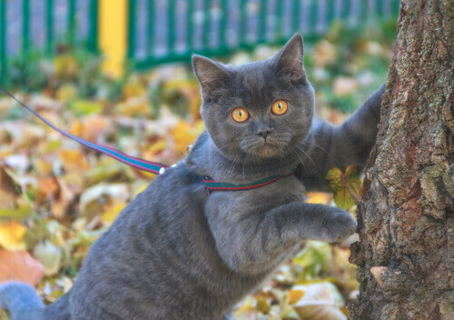 Como levar um gato para passear
