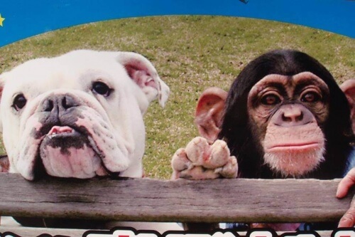 Macaco Pankun e seu cão James, uma curiosa dupla japonesa