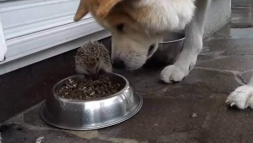 O ouriço e o cão. Conheça essa história