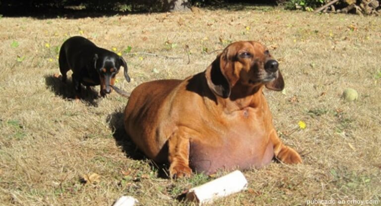 cão que perdeu 25 quilos