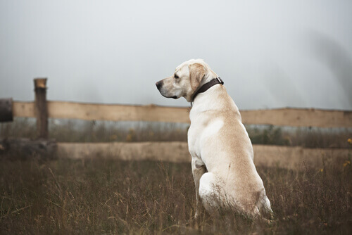 Como agir com os cães abandonados