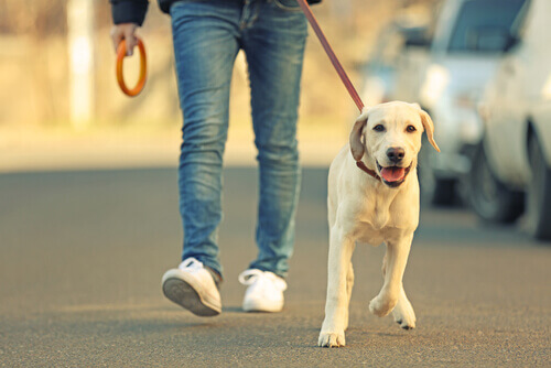 Seu cão manda no passeio? Conselhos para evitar isso