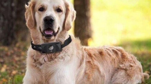 Um smartphone para cães