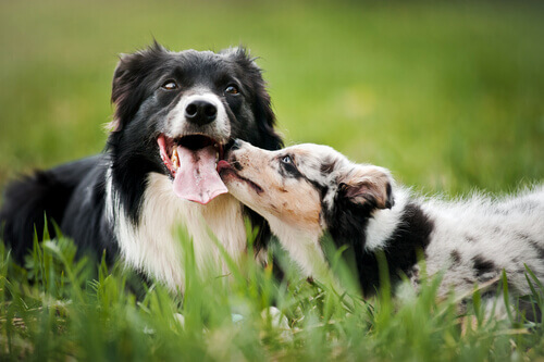 Guia para socializar o seu cachorro