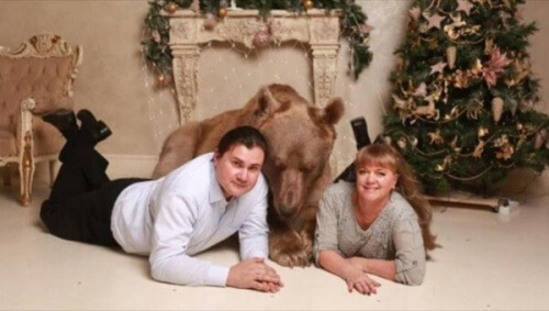 Stepan, o urso que se tornou o animal de estimação de um casal russo