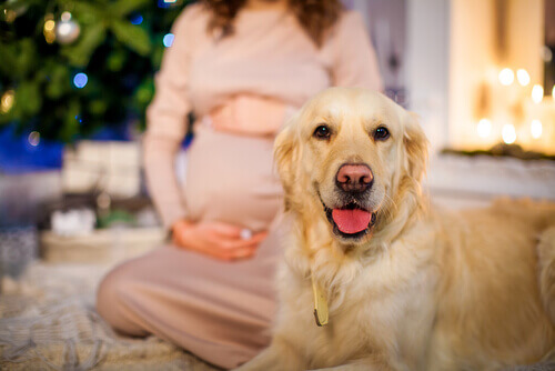Benefícios de ter um cão durante a gravidez