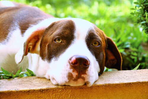 Torção de estômago: um risco mortal para o cão