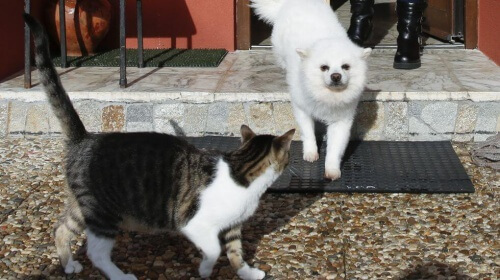 um-cão-e-dois-gatos-salvam-a-vida-de-uma-familia-e1456188647631