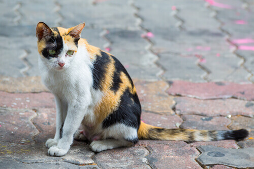 Um cão ou um gato são abandonados a cada 4 minutos