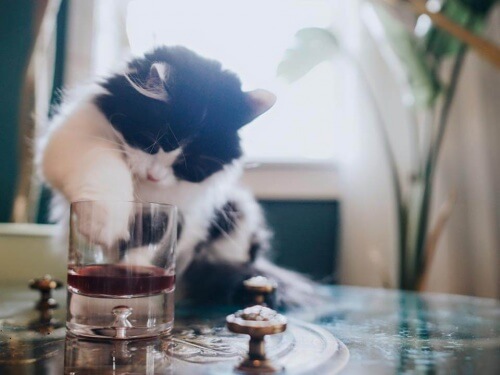 Inventaram um vinho para gatos