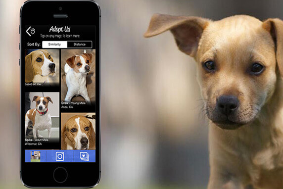 "Guau! Qué perros", o novo aplicativo que estimula a adoção