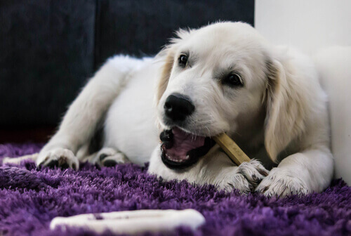 6 componentes essenciais para a dieta de seu cachorro