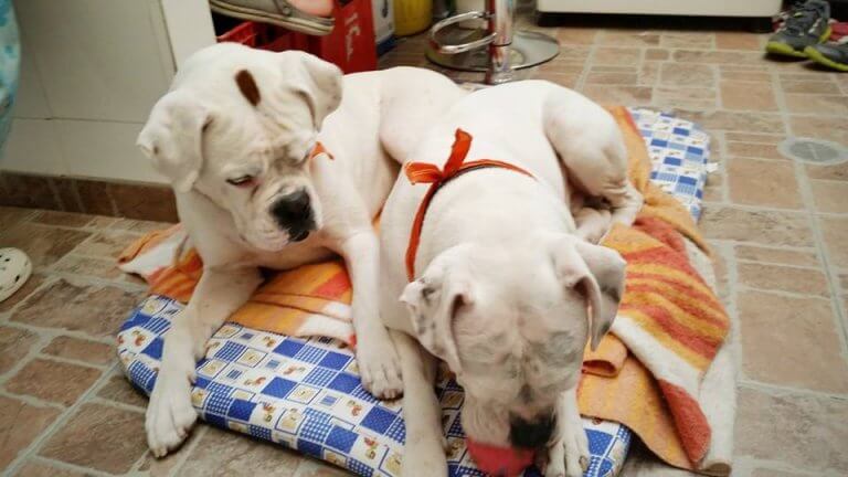 a-historia-de-toby-2-768x432