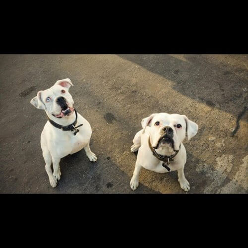 A história de Toby: "Quando o adotei, estava desidratado"