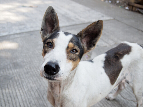Uma campanha emocional para adotar cães abandonados