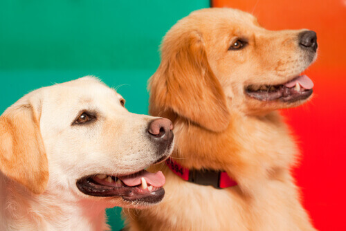 Cães detectores de epilepsia