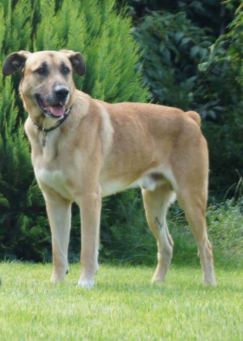 cao-de-rua-adotado-por-aeromoca-alema-3