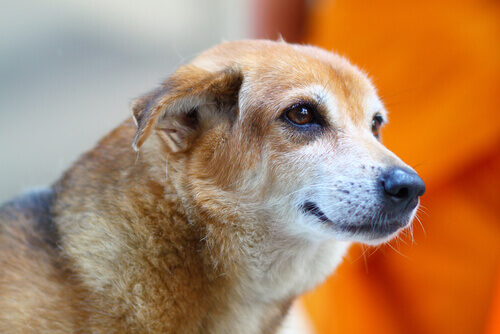 10 coisas que seu cão pode predizer