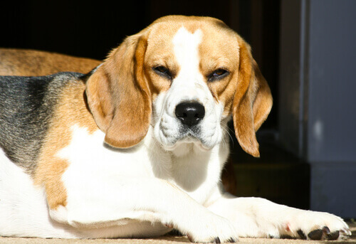 Existem cães resmungões?