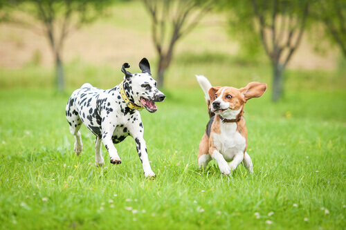 cachorros_caes_saltando