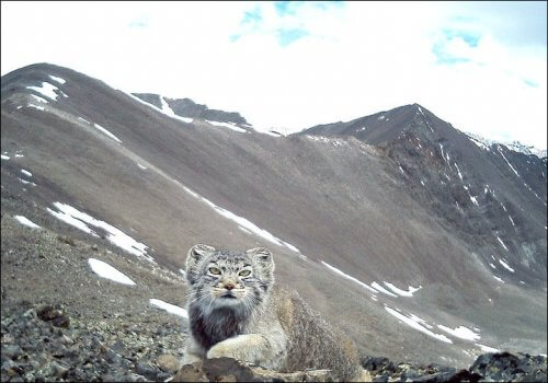 Na Rússia, câmera capta um gato-de-pallas